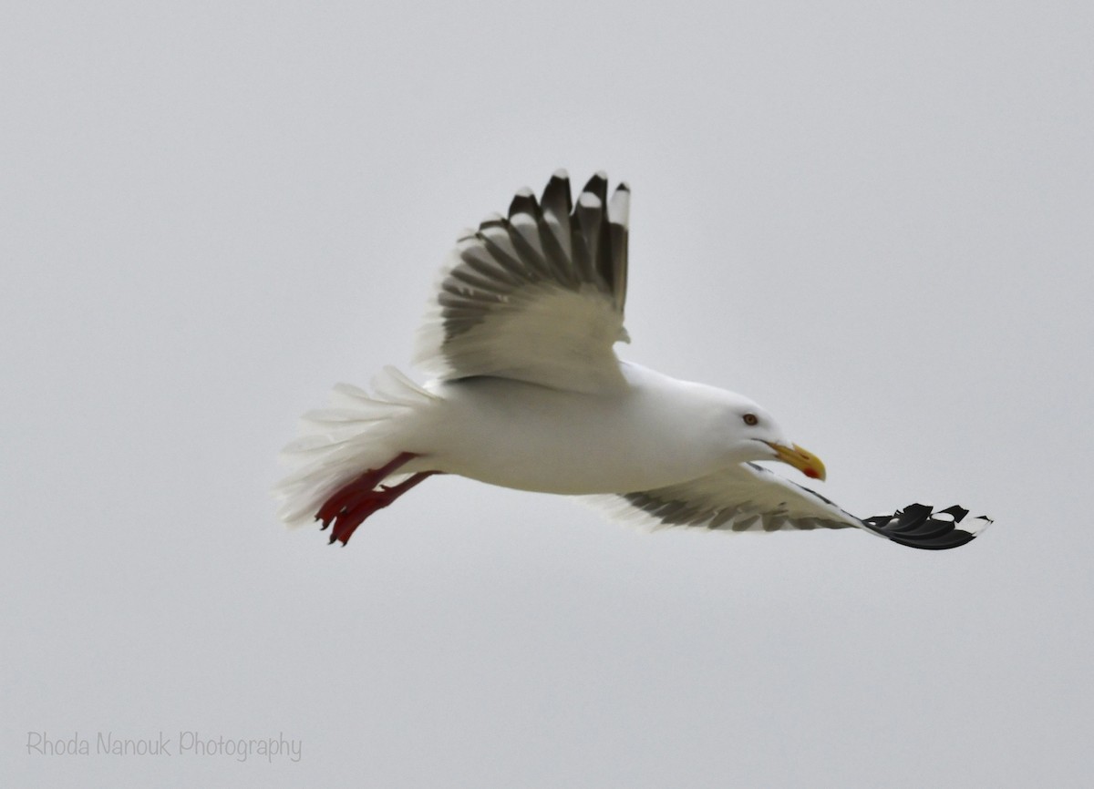 Slaty-backed Gull - Rhoda Nanouk