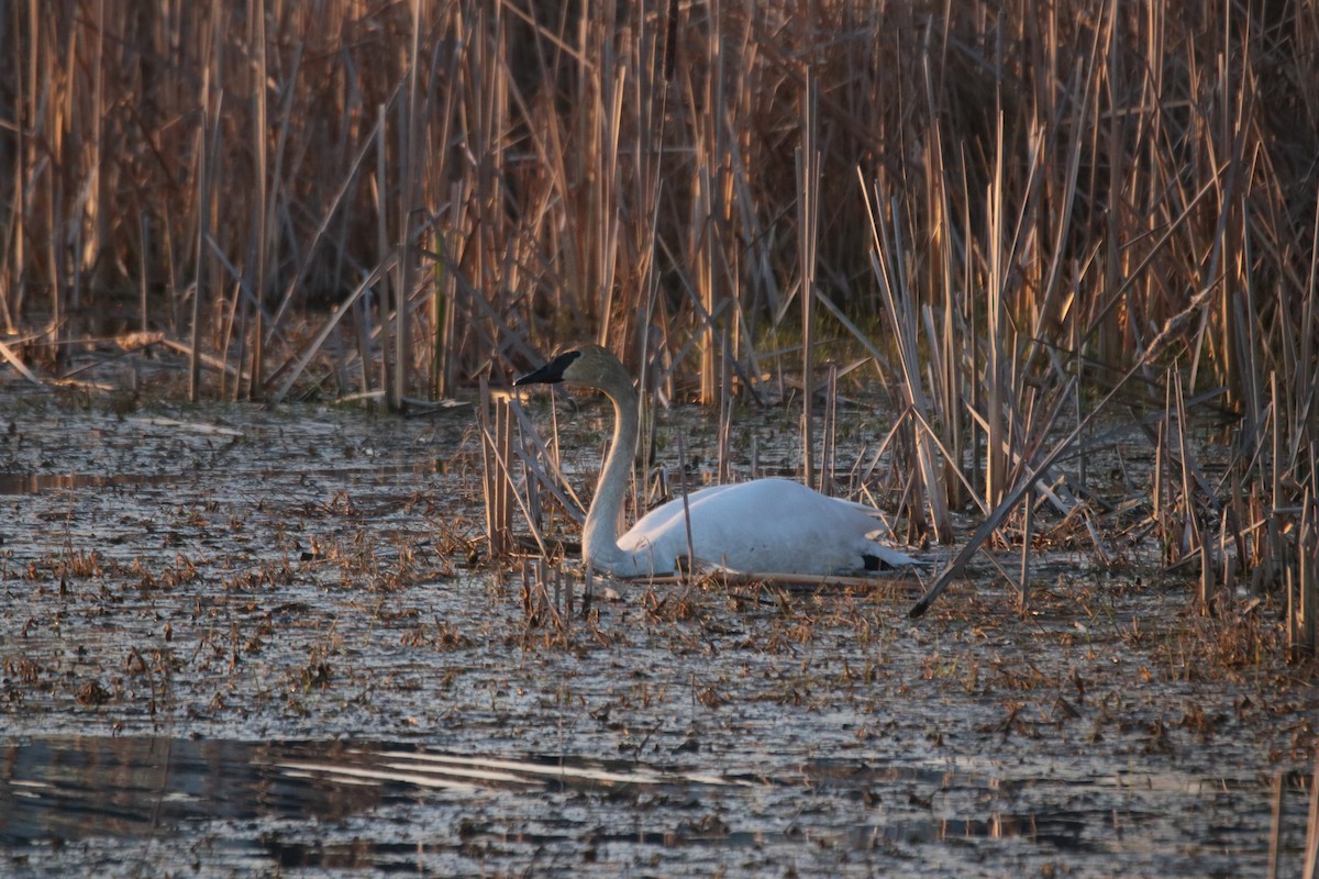 Trumpeter Swan - Keith Matthieu