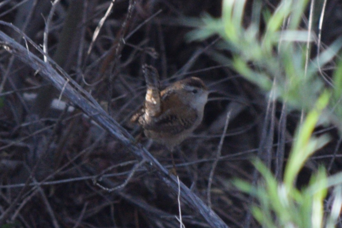 Marsh Wren (plesius Group) - ML618059983