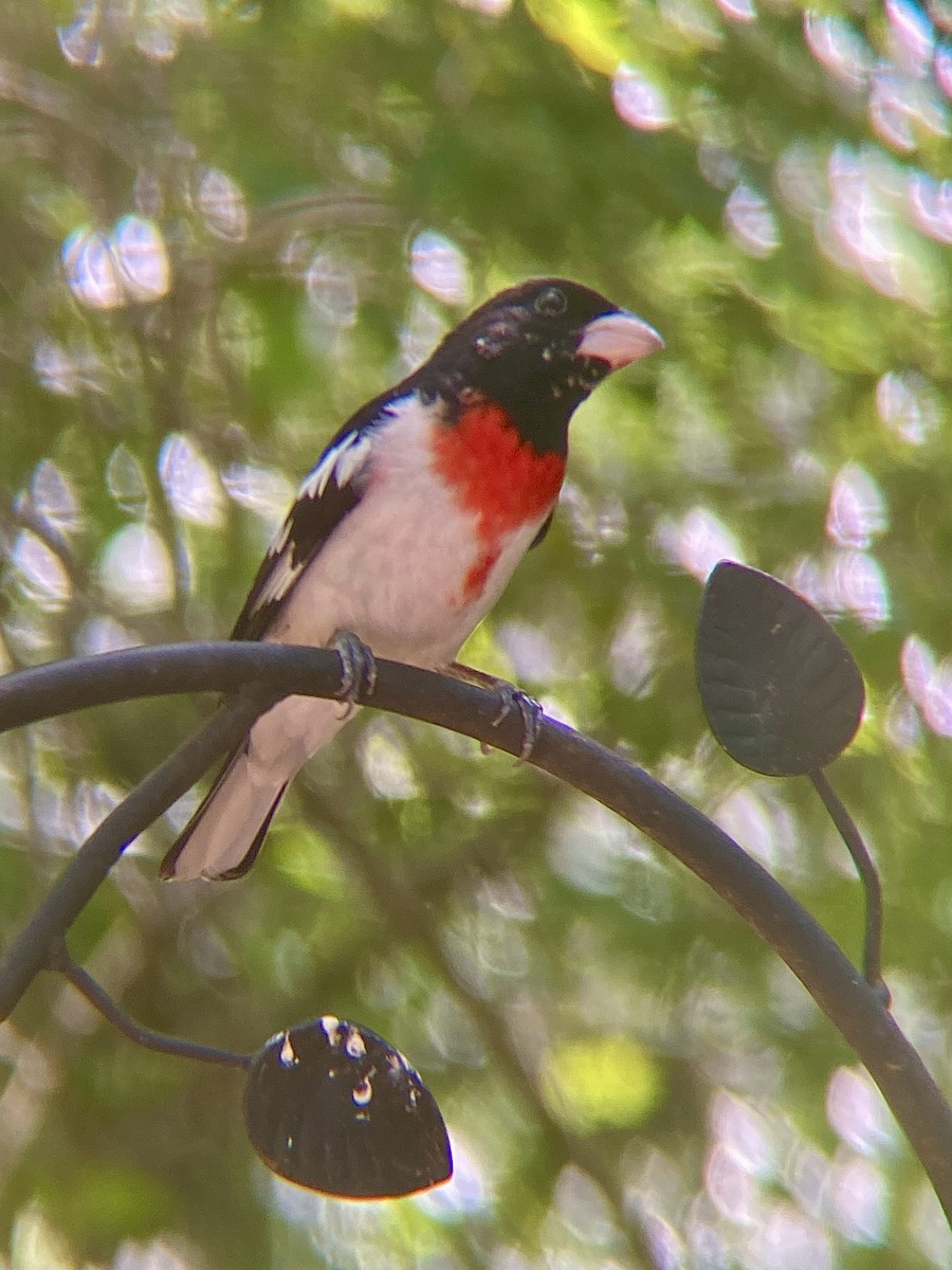 Rose-breasted Grosbeak - ML618059992