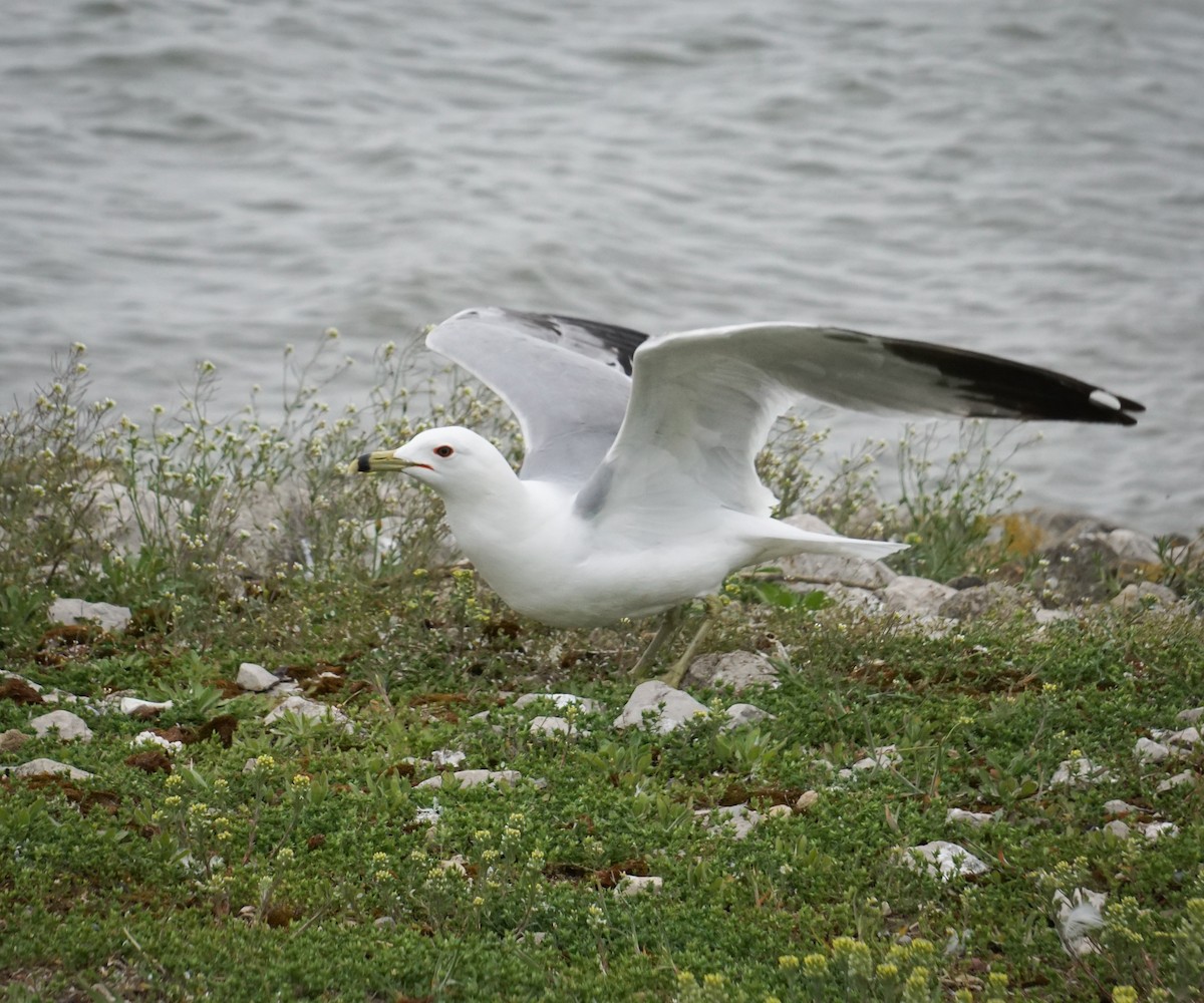 Ring-billed Gull - ML618060000