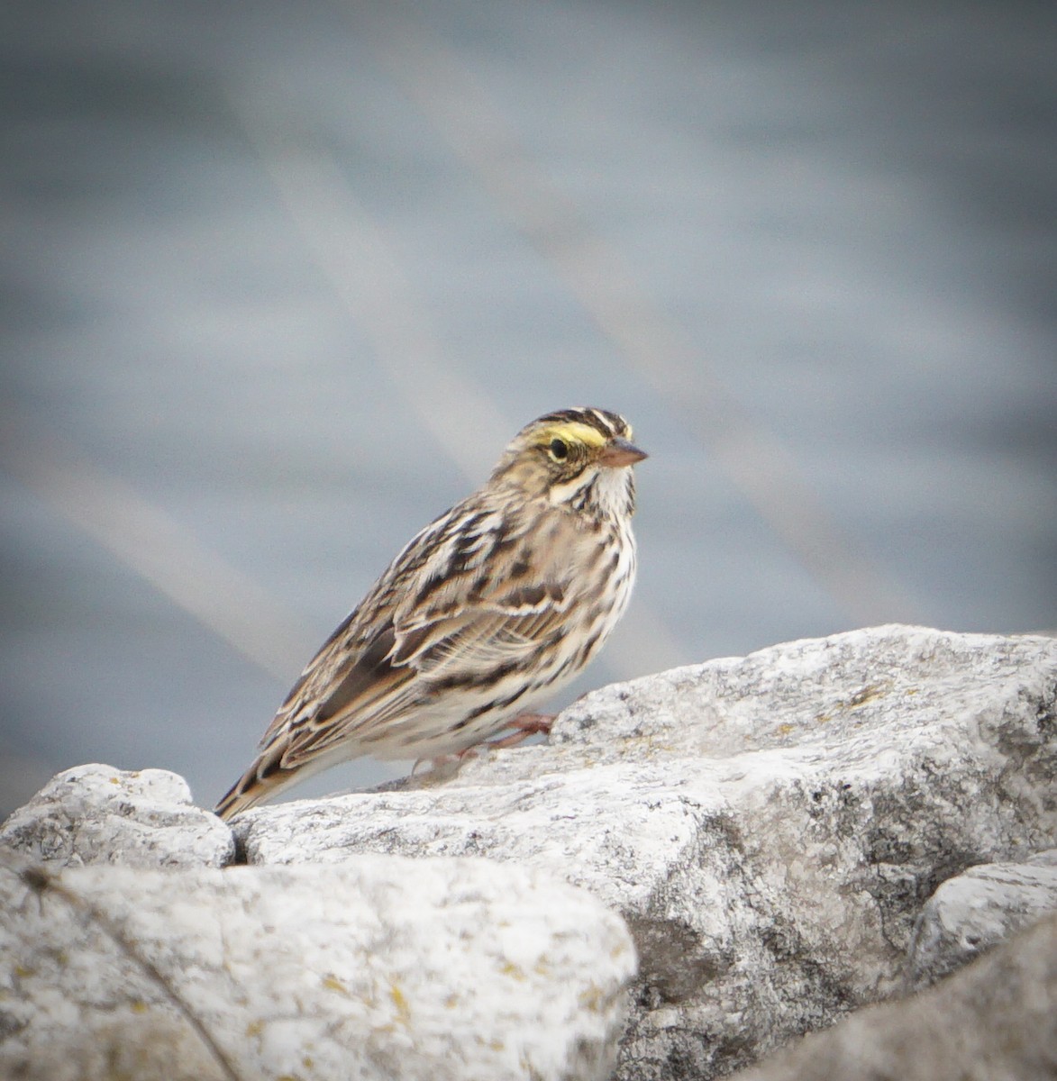 Savannah Sparrow - Theresa Moore