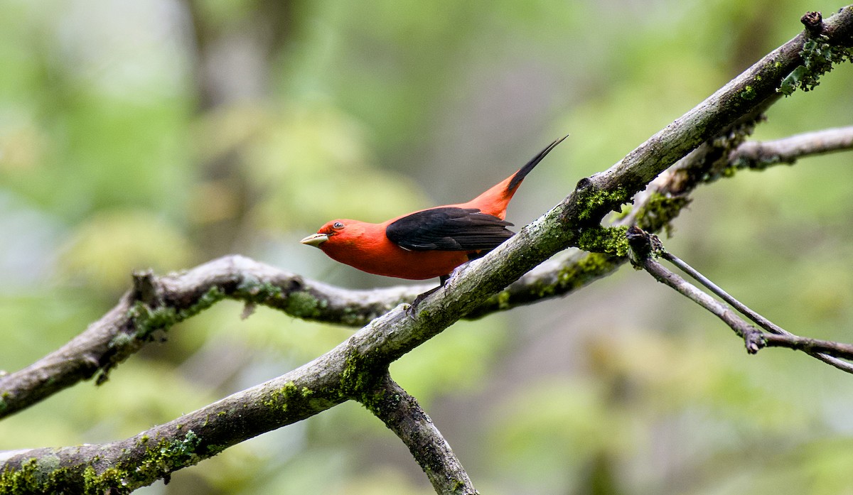 Scarlet Tanager - ML618060065