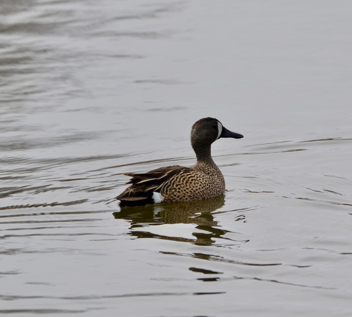 Blue-winged Teal - ML618060092