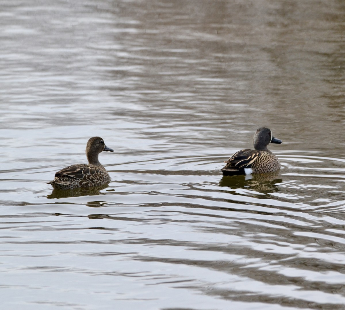 Blue-winged Teal - ML618060093