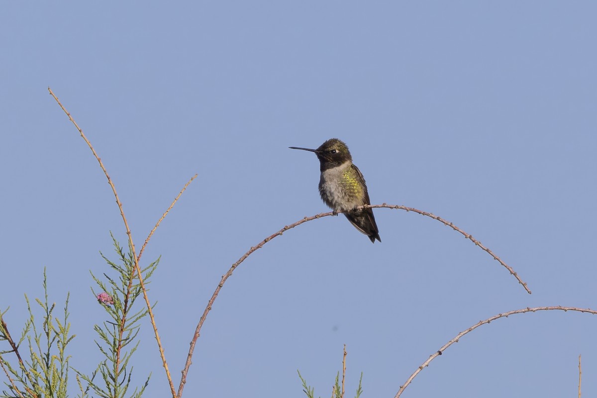 Black-chinned Hummingbird - ML618060103