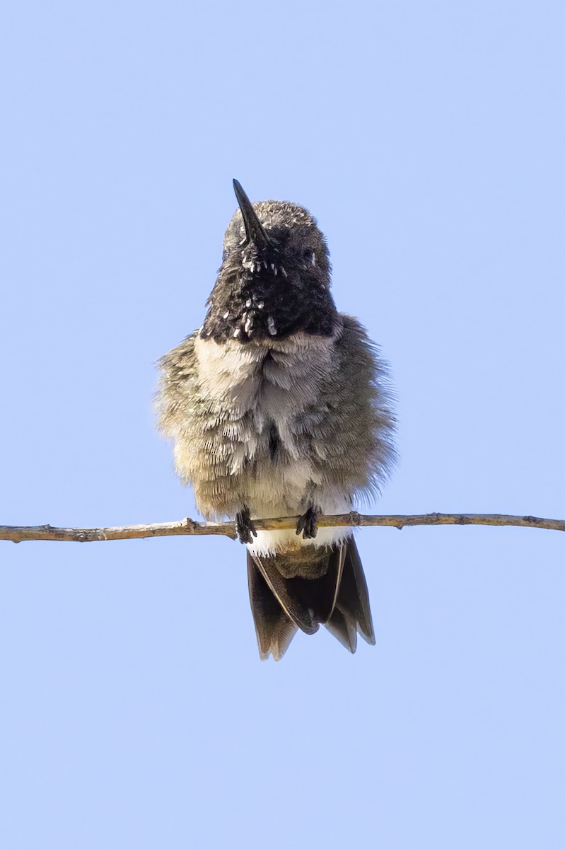 Black-chinned Hummingbird - ML618060105