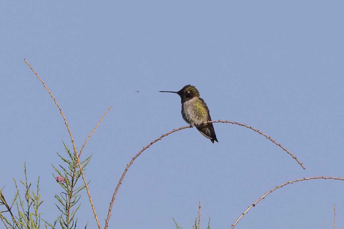 Black-chinned Hummingbird - ML618060106
