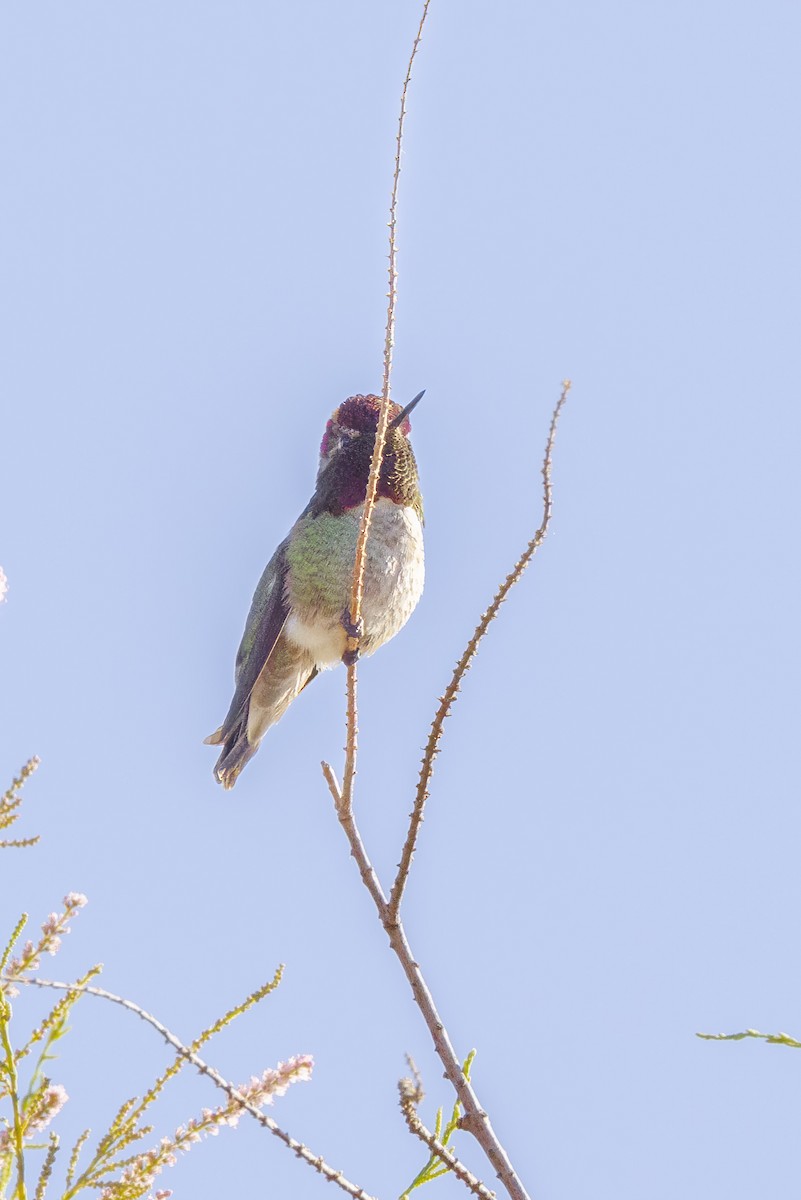 Anna's Hummingbird - ML618060110
