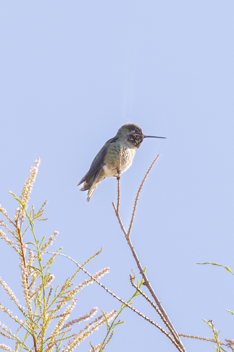 Anna's Hummingbird - Diane Hoy