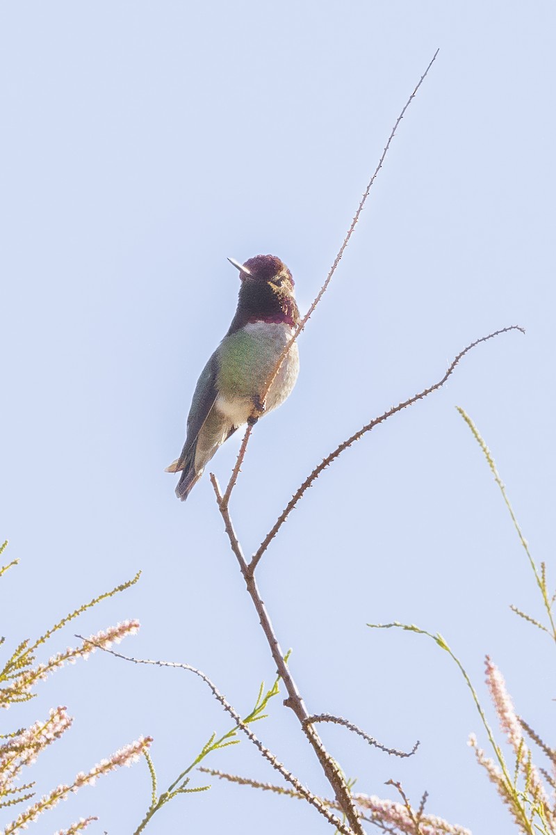 Anna's Hummingbird - ML618060112