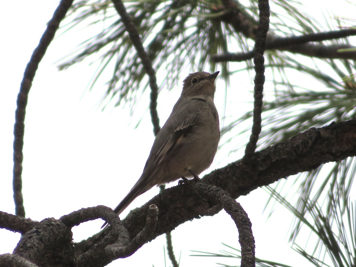 Townsend's Solitaire - ML618060122