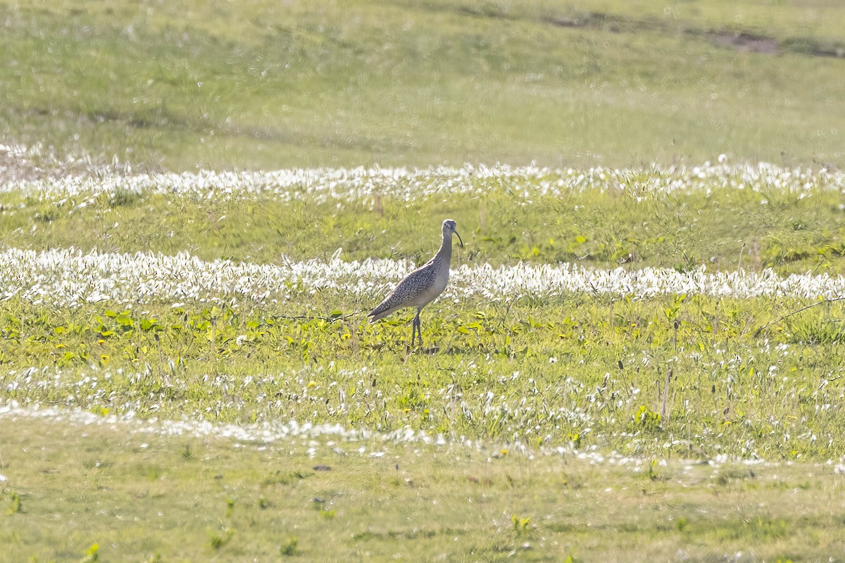 Long-billed Curlew - ML618060126