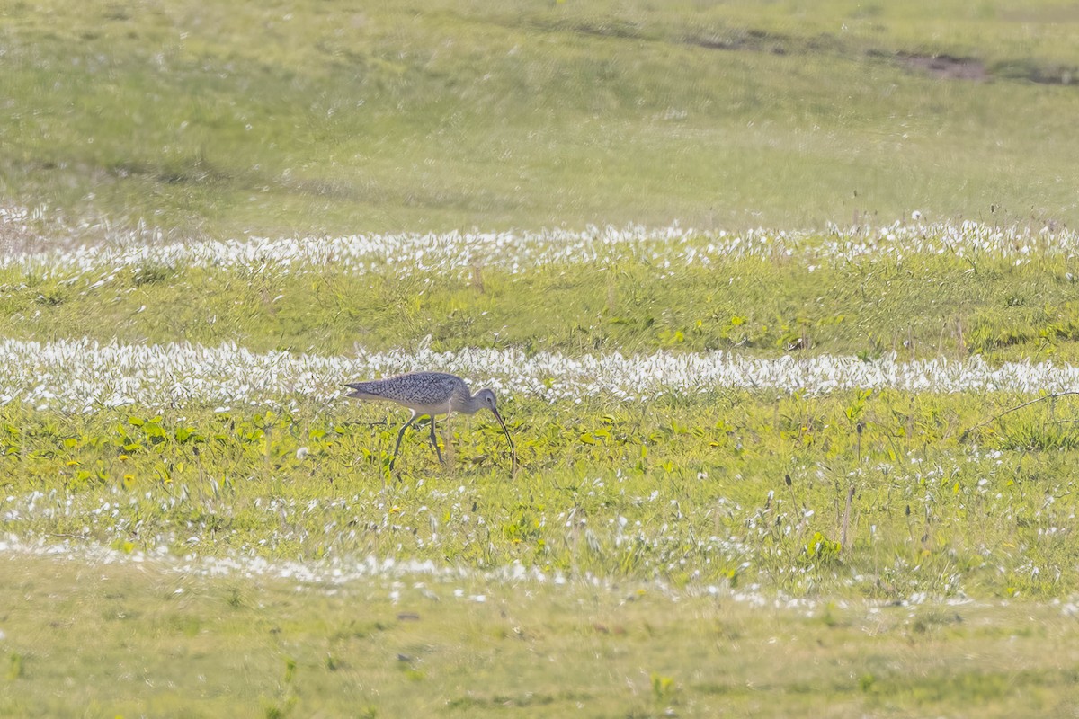 Long-billed Curlew - ML618060127