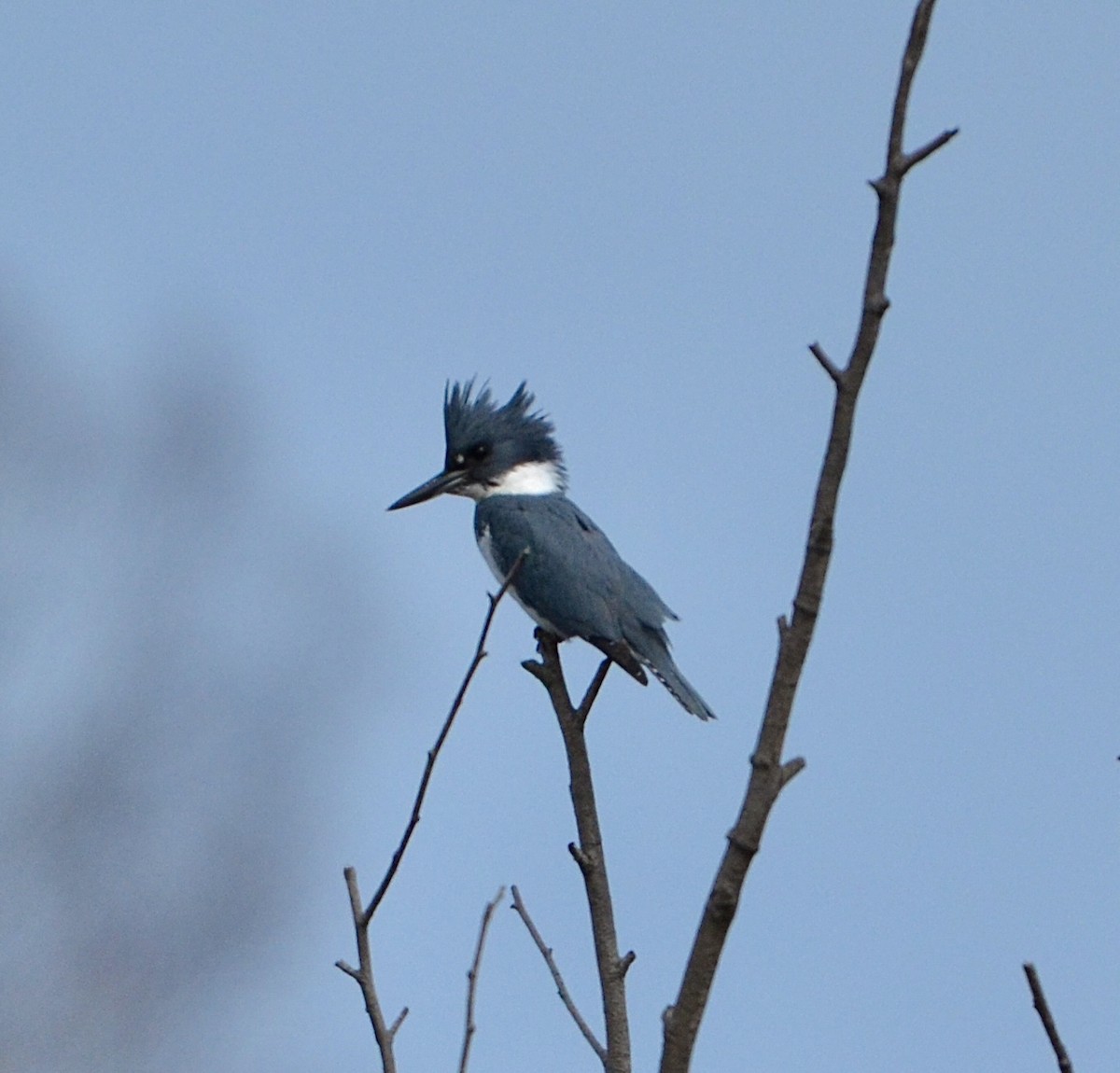 Belted Kingfisher - Angelina Vatamanelu