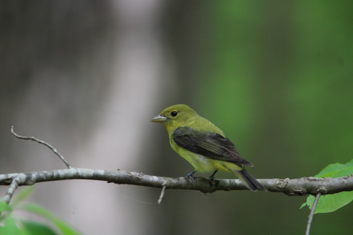 Scarlet Tanager - Ryan Giordanelli