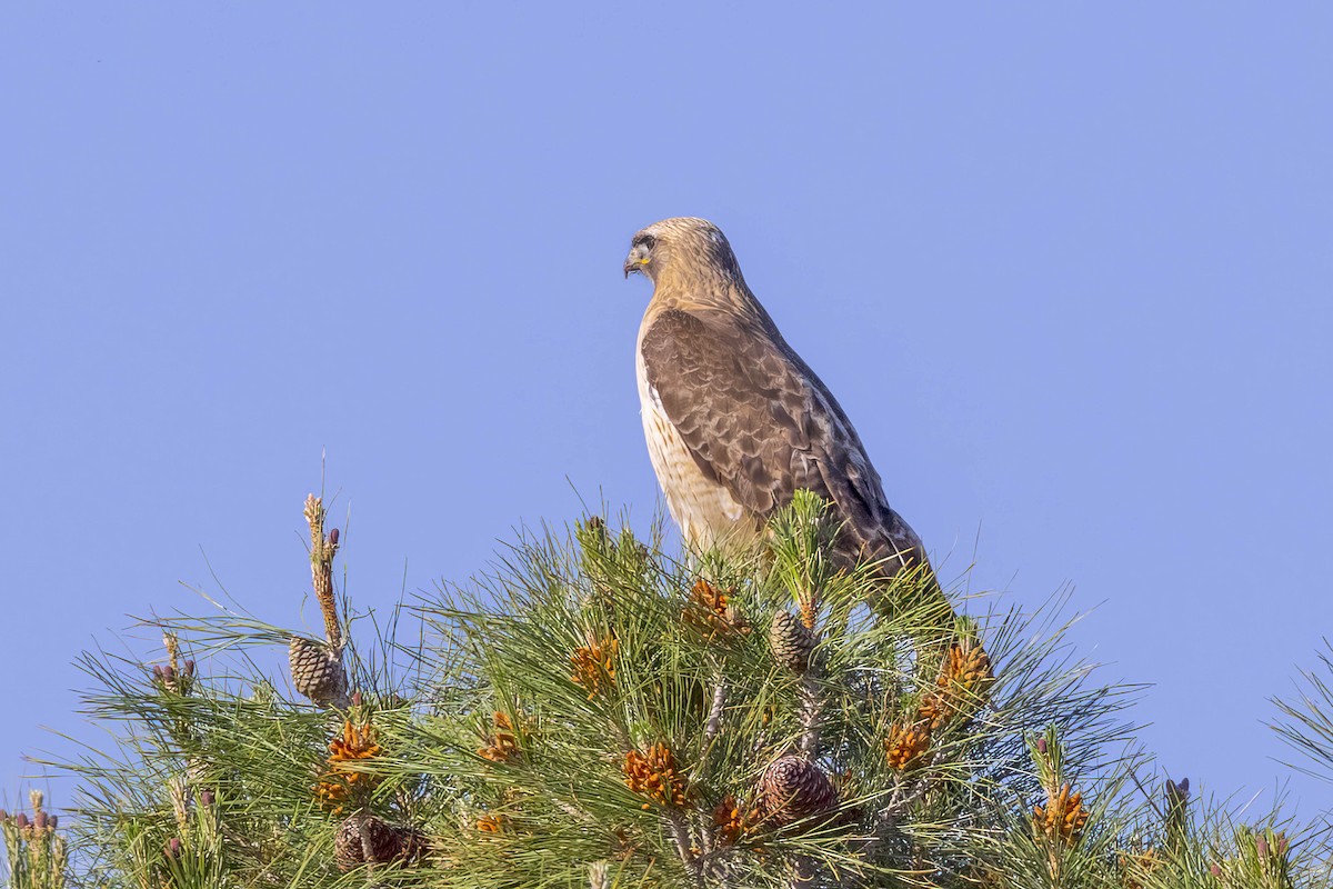 Red-tailed Hawk - ML618060151