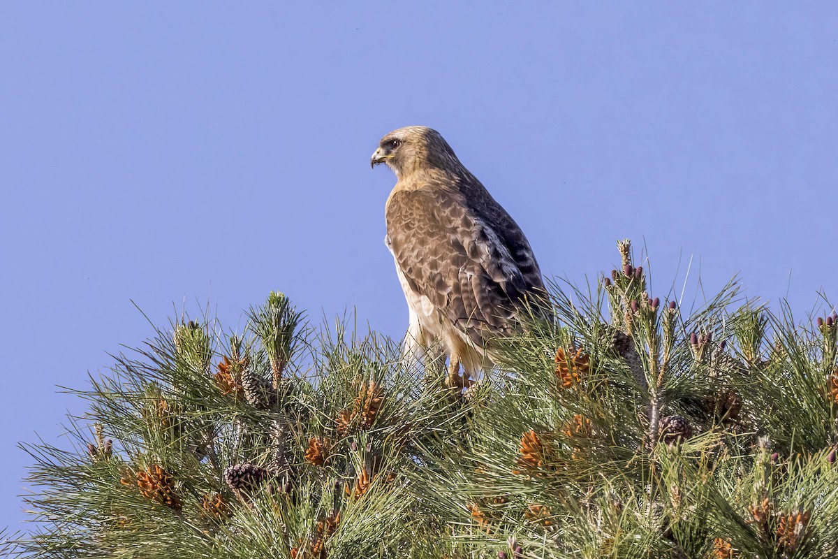 Red-tailed Hawk - ML618060152