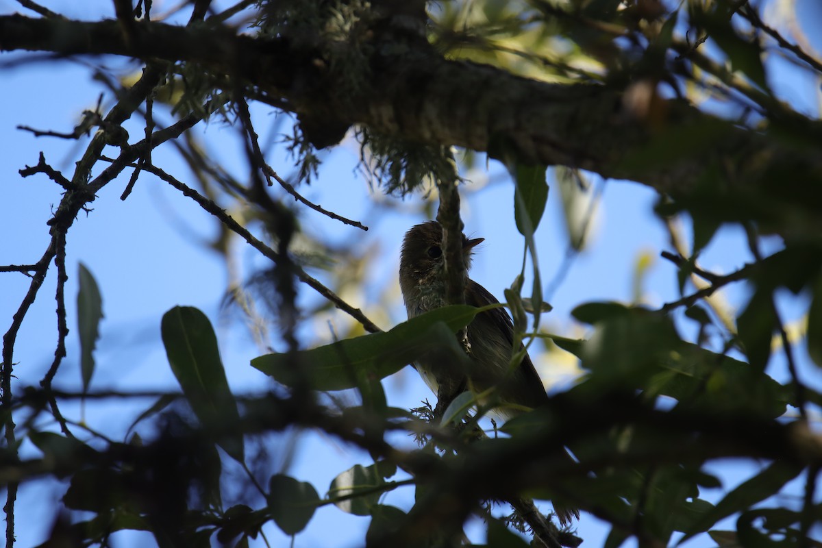 Empidonax sp. - ML618060153