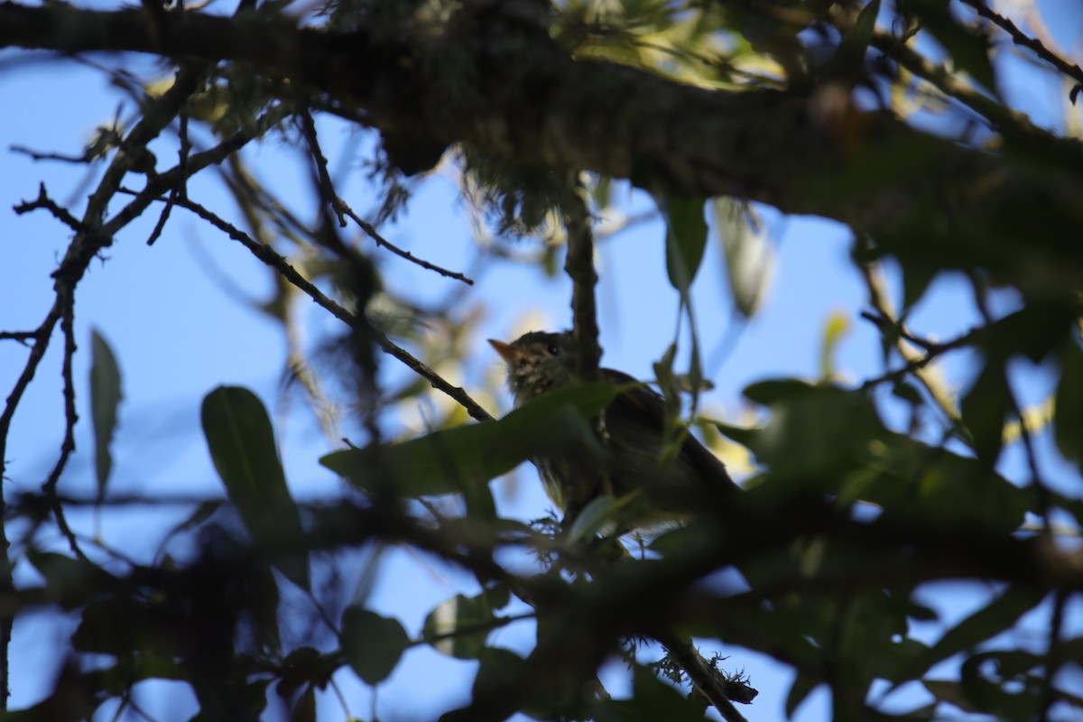 Empidonax sp. - ML618060154