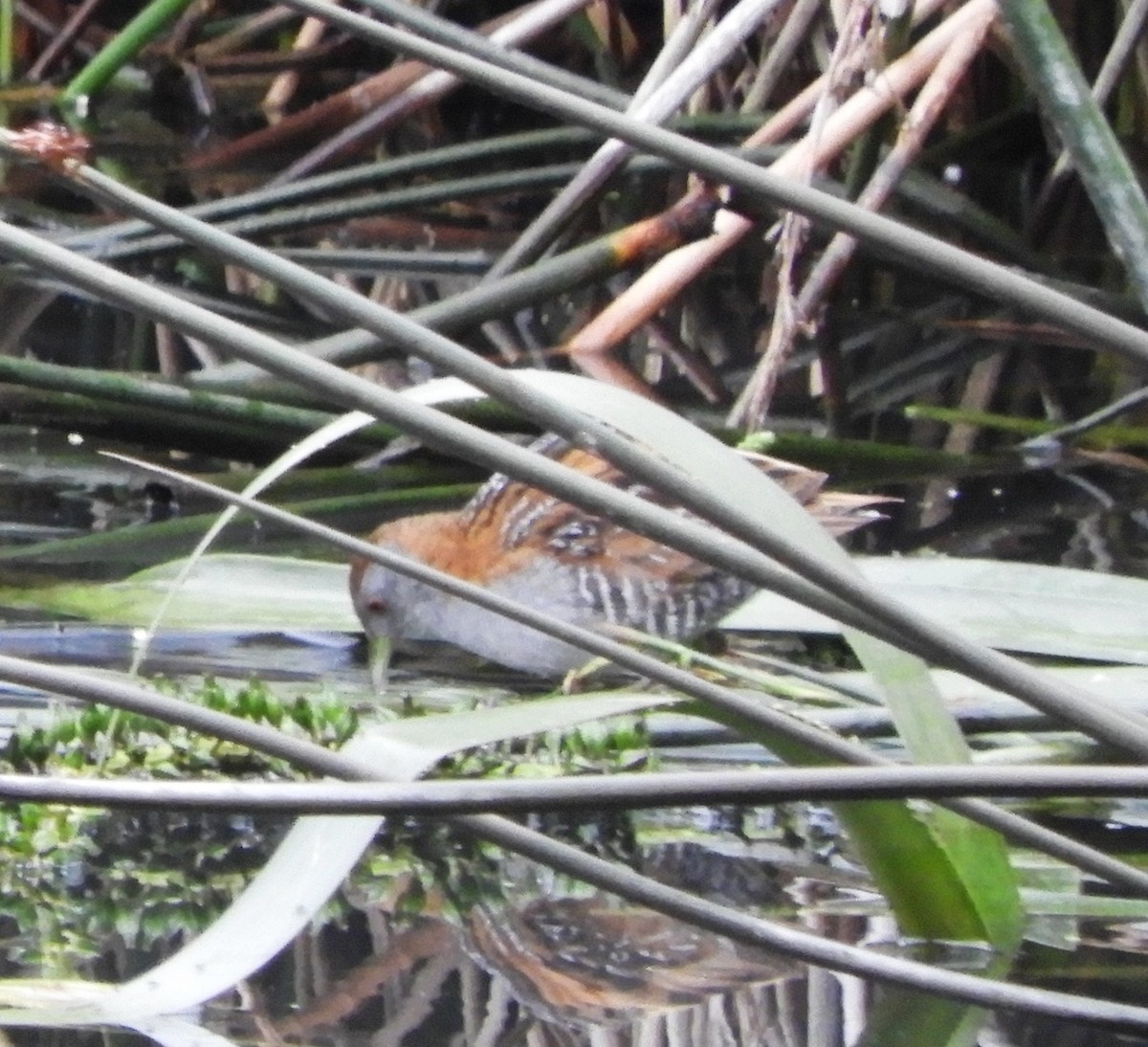 Baillon's Crake - ML618060156