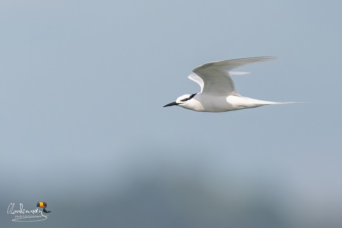 Black-naped Tern - ML618060160