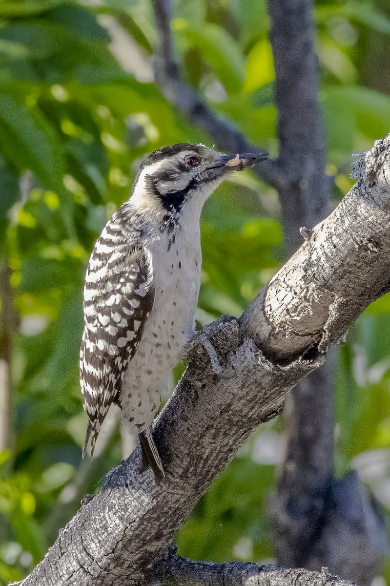 Ladder-backed Woodpecker - ML618060166