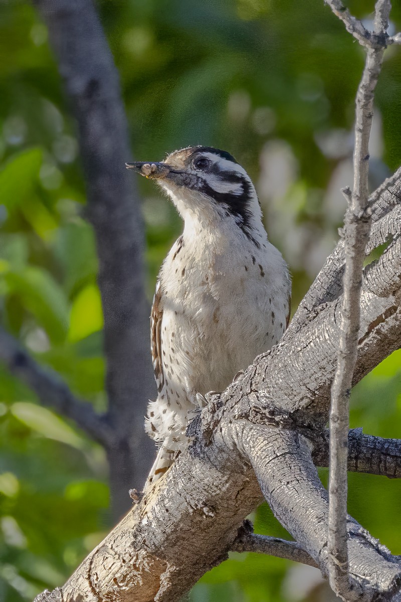 Ladder-backed Woodpecker - ML618060167