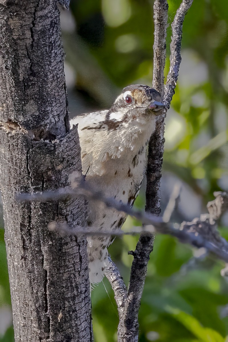 Ladder-backed Woodpecker - ML618060168