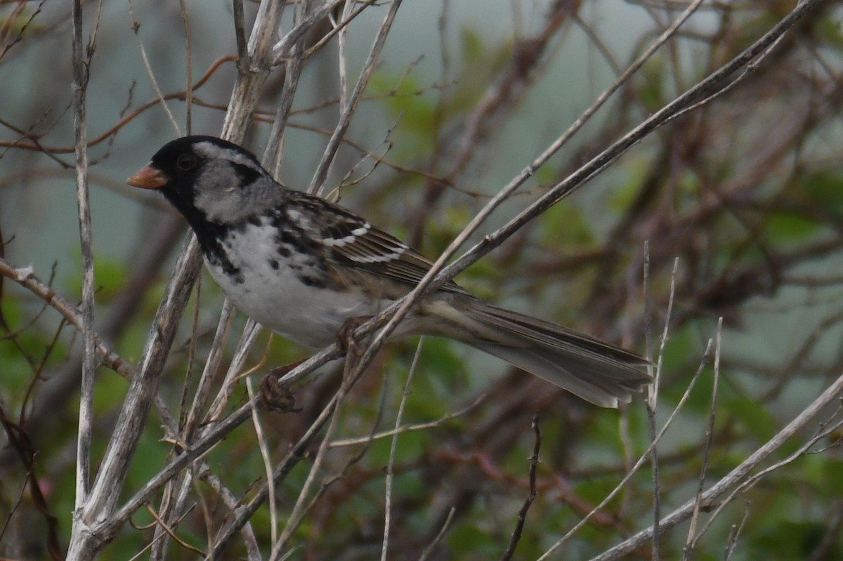 Harris's Sparrow - Colin Dillingham