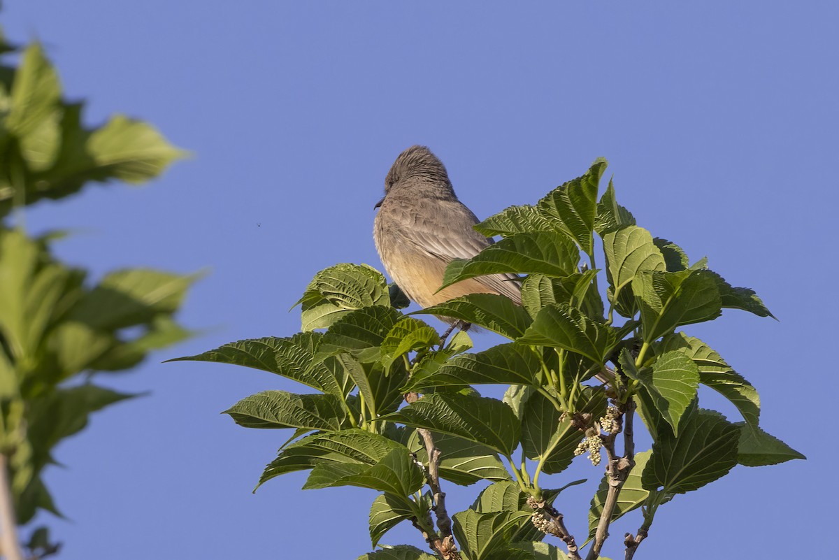 Say's Phoebe - ML618060191