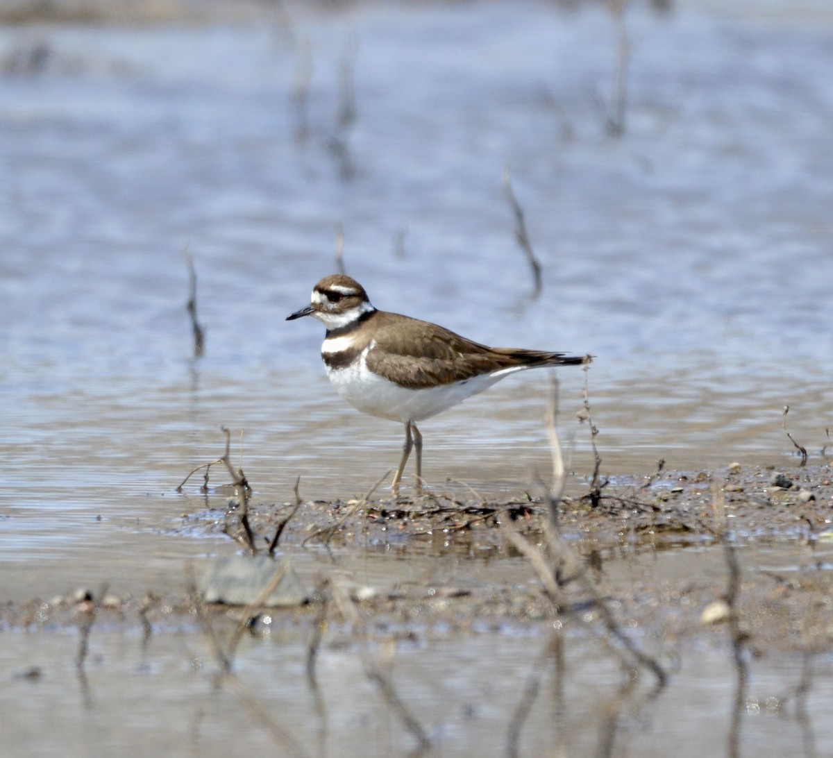 Killdeer - ML618060207