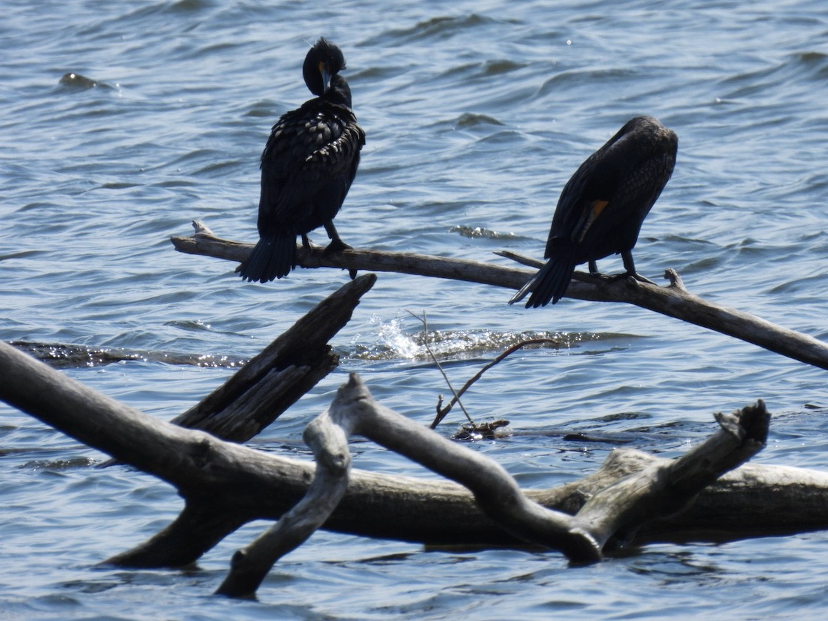 Double-crested Cormorant - Bruce Moorman