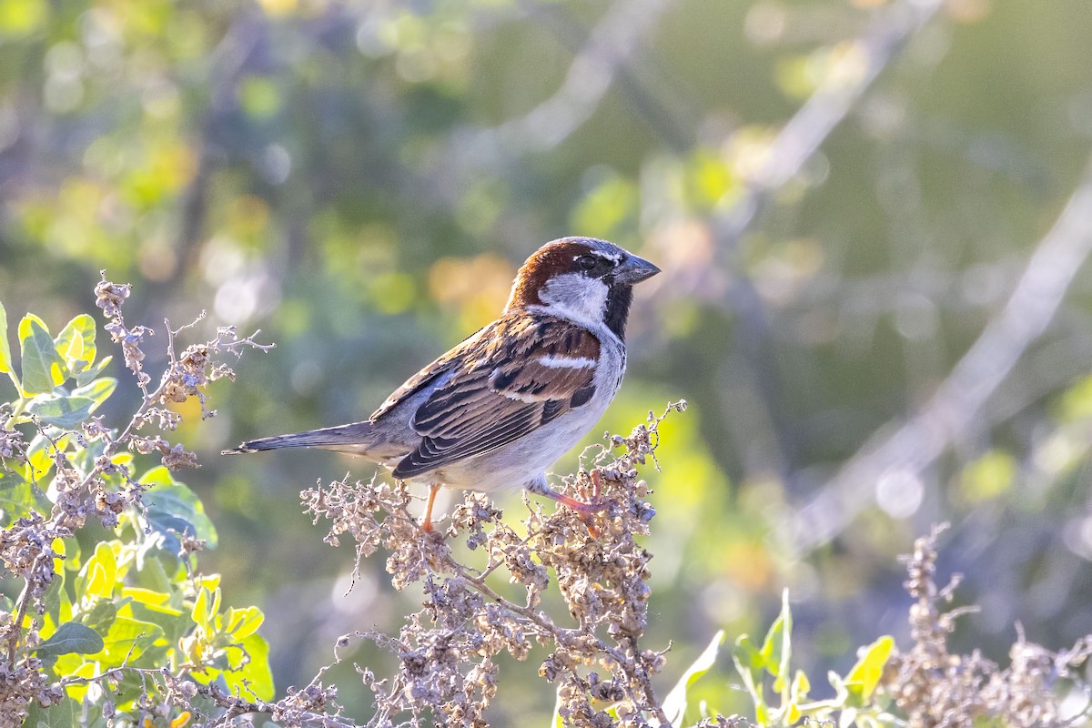 House Sparrow - ML618060228