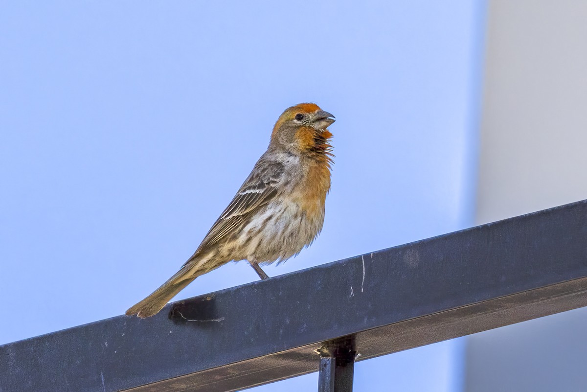 House Finch - ML618060246