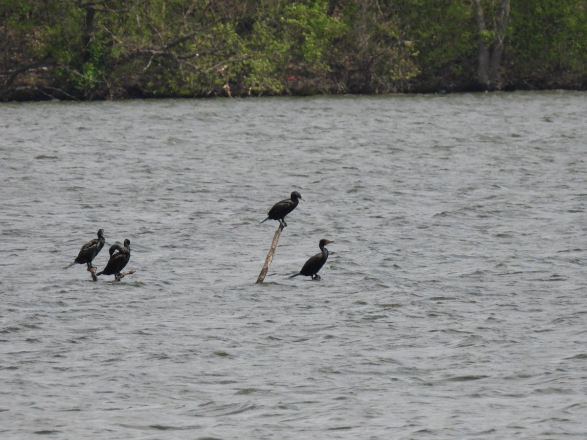 Double-crested Cormorant - ML618060248