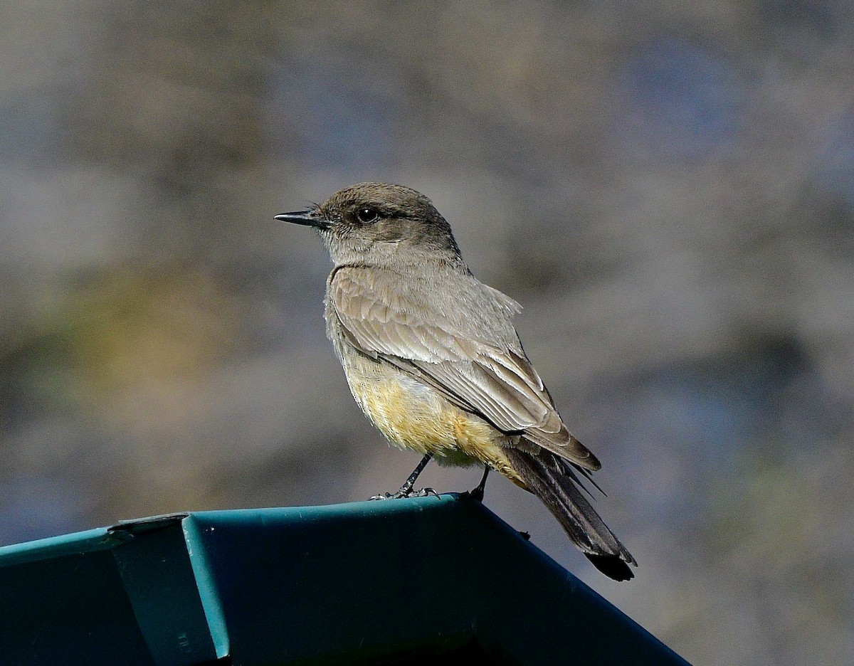 Say's Phoebe - ML618060268