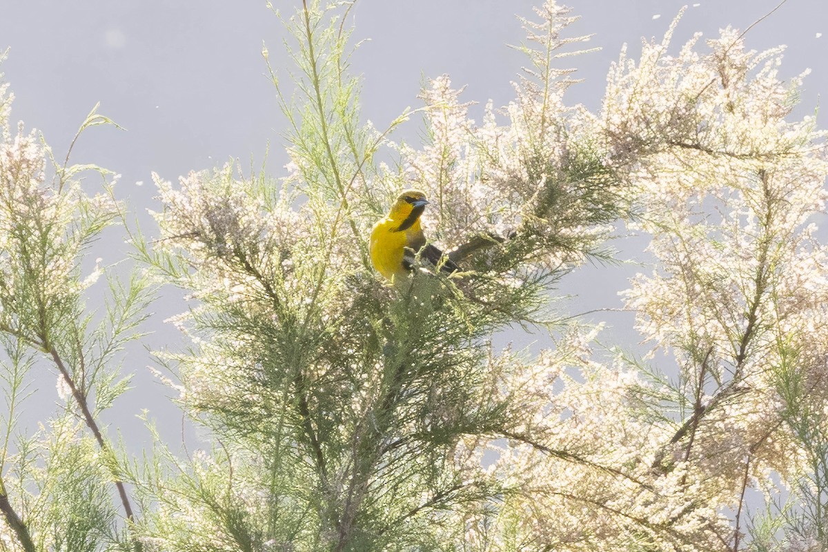 Bullock's Oriole - ML618060269