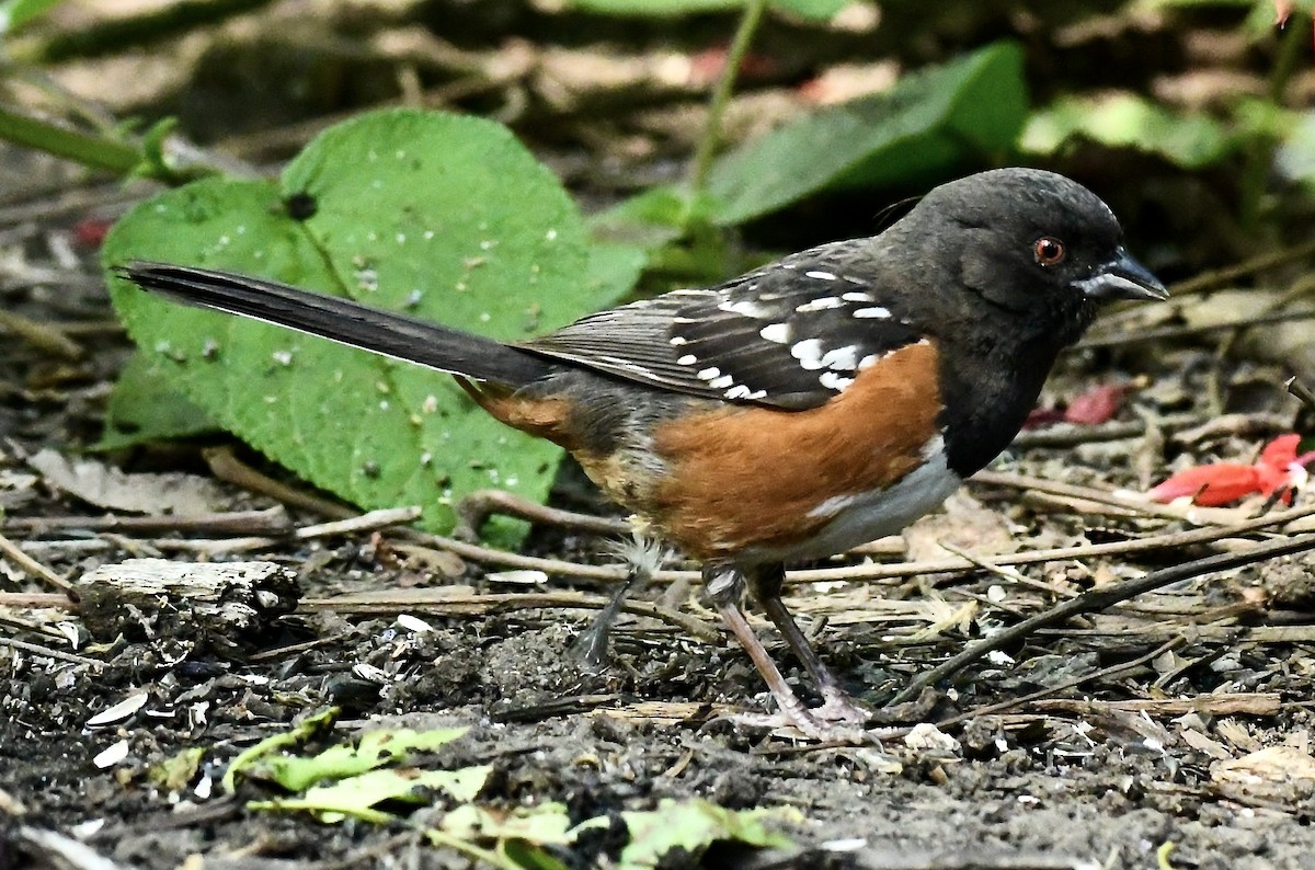 Spotted Towhee - Theresa Bucher