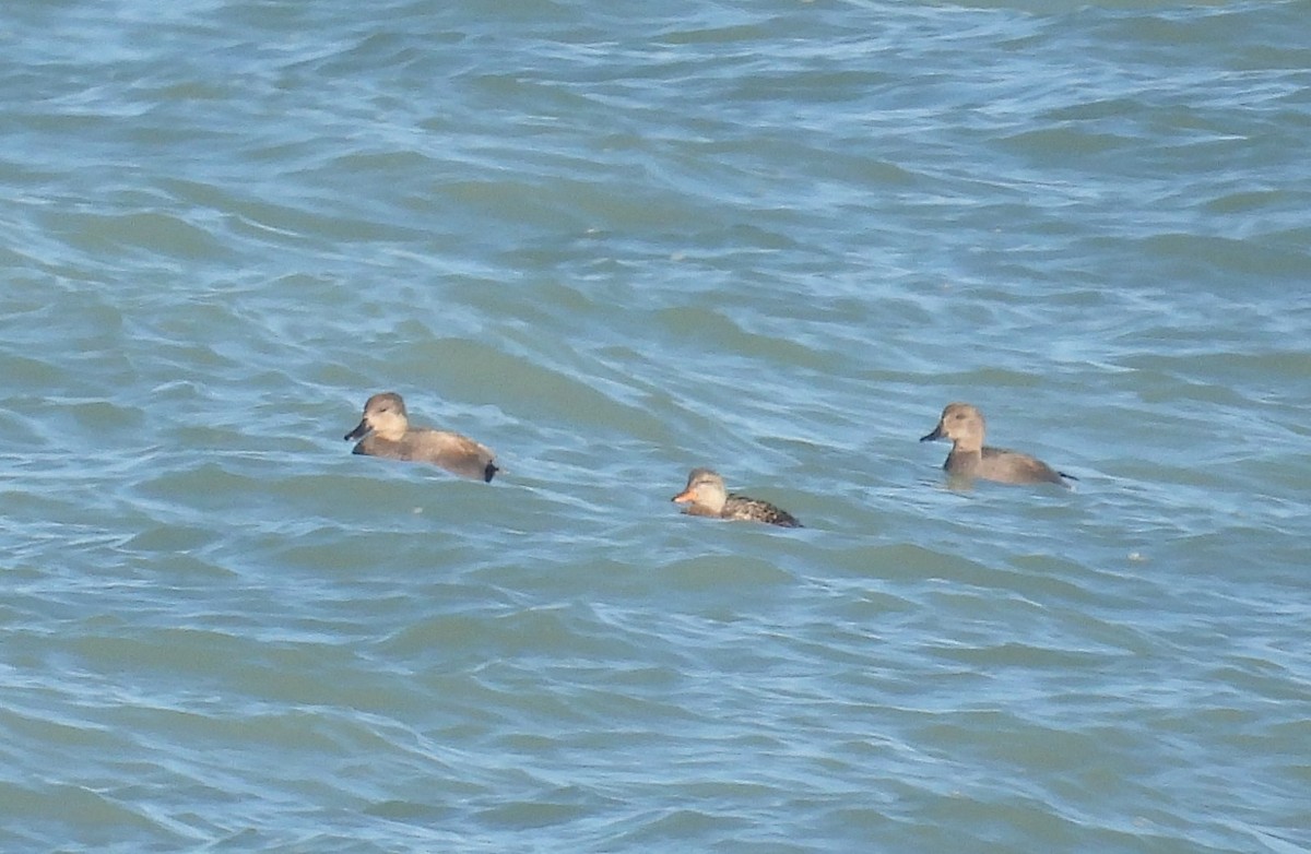 Gadwall - ML618060280