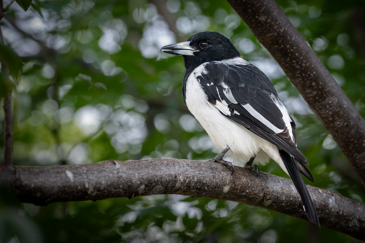 Pied Butcherbird - ML618060285