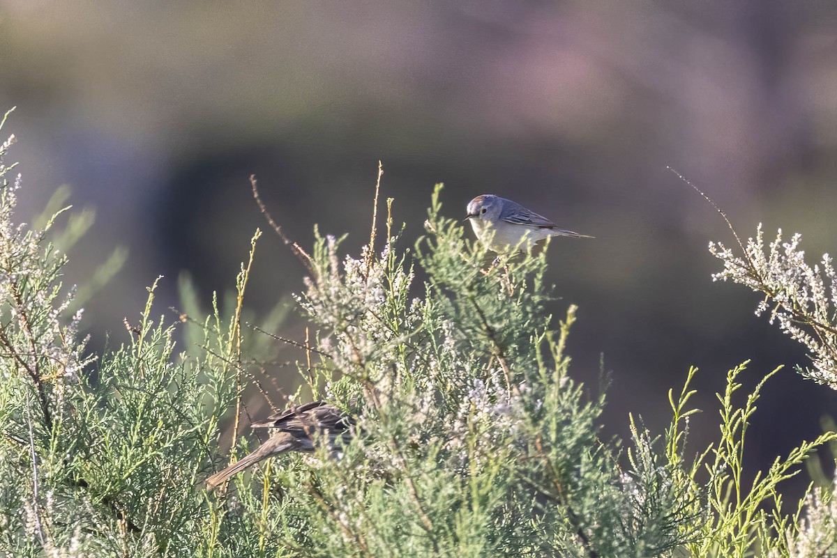 Lucy's Warbler - ML618060295