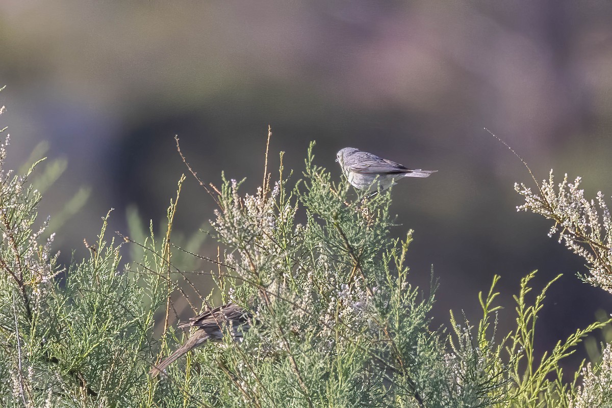 Lucy's Warbler - ML618060296