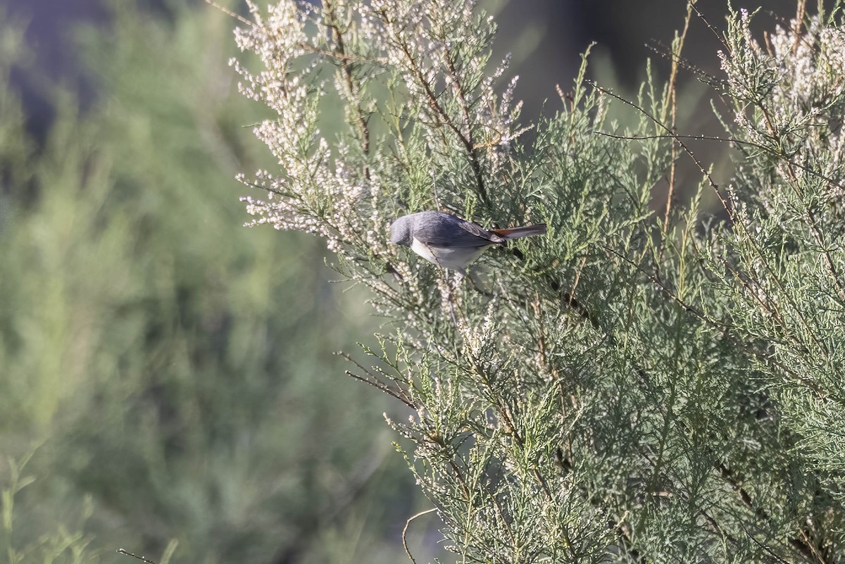 Lucy's Warbler - ML618060299