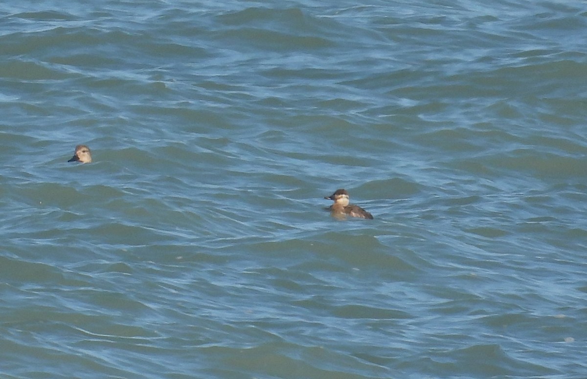 Ruddy Duck - ML618060302