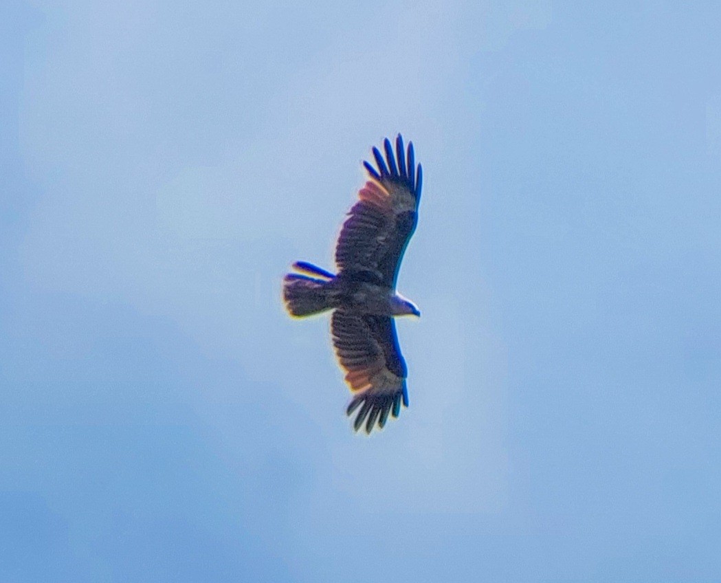 Brahminy Kite - ML618060310