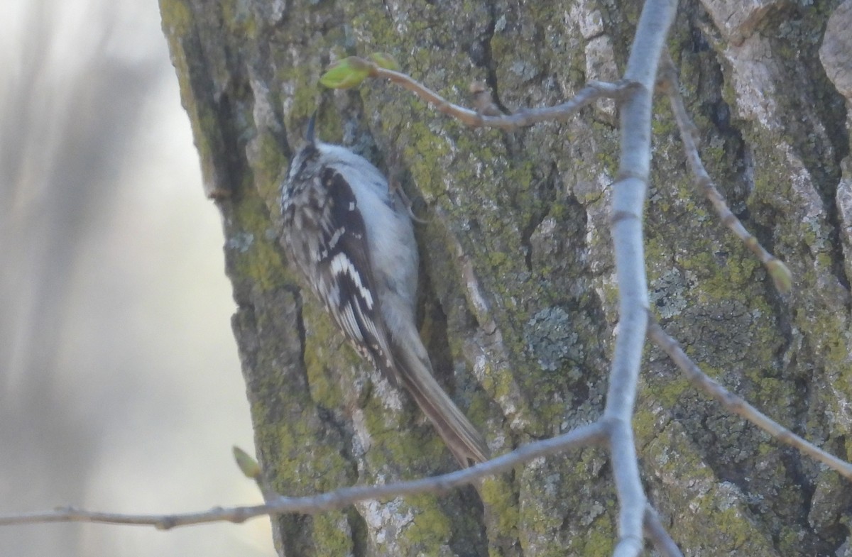 Brown Creeper - ML618060312