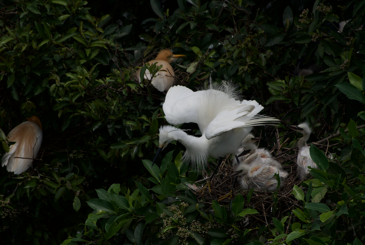 Little Egret - ML618060317