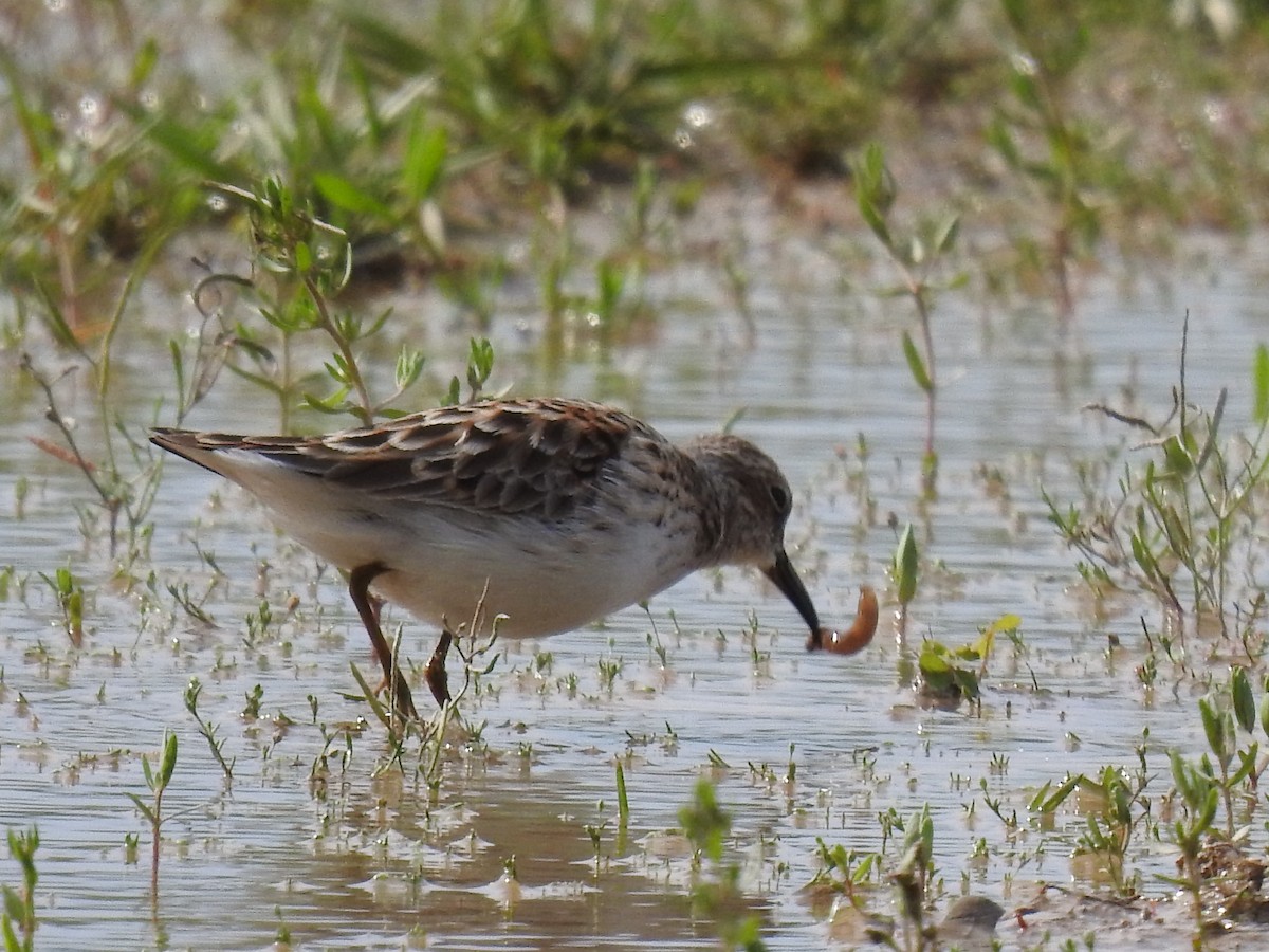 Least Sandpiper - James Bolte