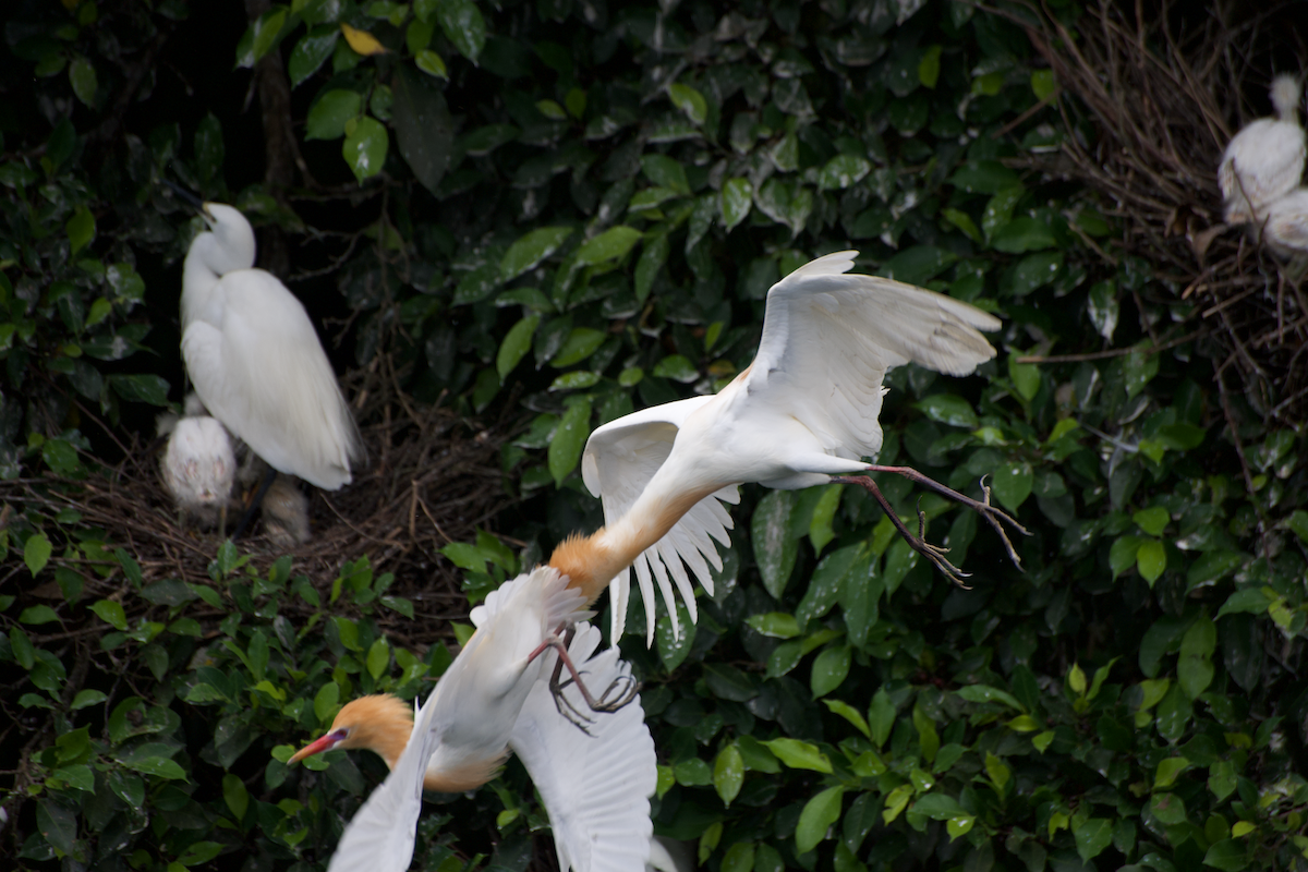 Eastern Cattle Egret - ML618060335